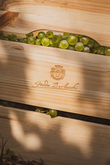 La vendemmia in Franciacorta, da Berlucchi