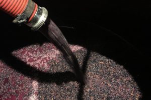 Francia, Germania, Portogallo e Spagna: la vendemmia entra nel vivo in tutta Europa