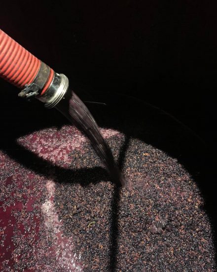 La vendemmia 2022 a Chateau de Beaucastel 