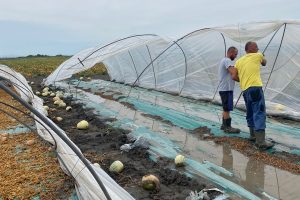 Nubifragi e grandinate si abbattono sull’agricoltura del Centro Nord, e non risparmia niente