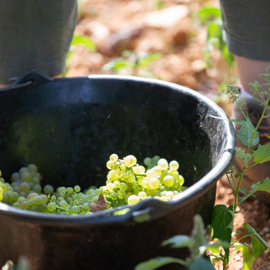 La vendemmia 2022 della Famiglia Drouhin