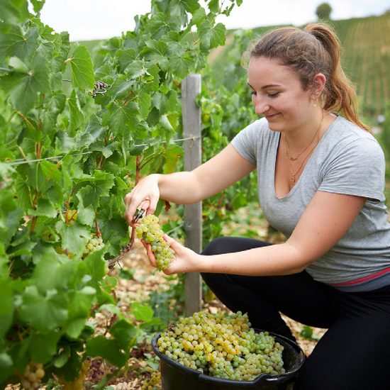 La vendemmia 2022 della Famiglia Drouhin