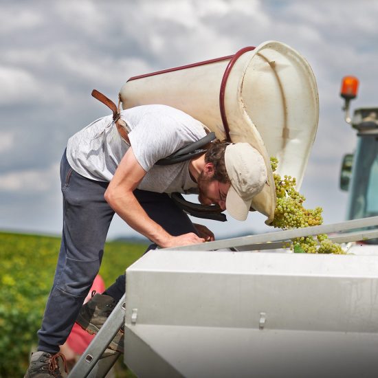 La vendemmia 2022 della Famiglia Drouhin