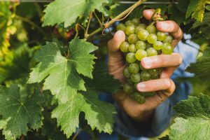 Impressioni di vendemmia 2022, con i primi grappoli tagliati, ma il grosso ancora lontano