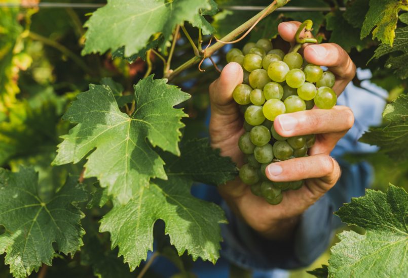 La vendemmia in Franciacorta, da Berlucchi