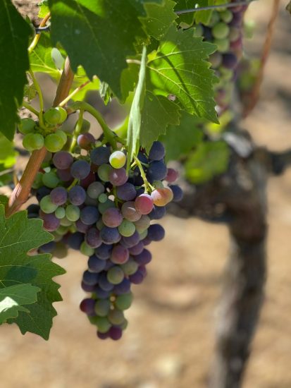 I grappoli di Sangiovese a Montalcino