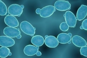 Lieviti, in Australia creato in laboratorio un nuovo cromosoma dal ceppo di Saccharomyces cerevisiae