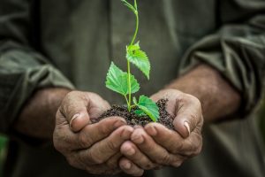Crisi alimentare globale: entro il 2050 la produzione agricola mondiale in calo fino al 35% Crisi alimentare globale: entro il 2050 la produzione agricola mondiale in calo fino al 35%