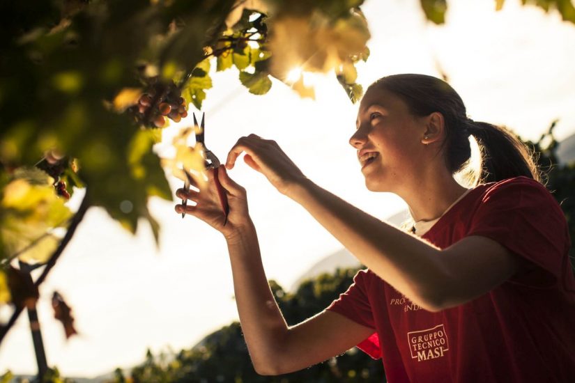 Le previsioni sulla vendemmia 2022