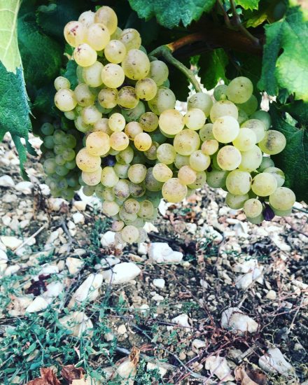 La vendemmia 2022 a Domaine Moutard