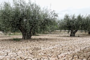 Siccità e caldo mettono in crisi anche l’olivicoltura: produzione al -30% nelle Regioni del Sud Siccità e caldo mettono in crisi anche l’olivicoltura: produzione al -30% nelle Regioni del Sud