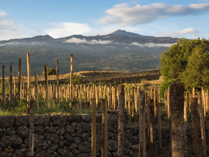 I vigneti con vista sull’Etna