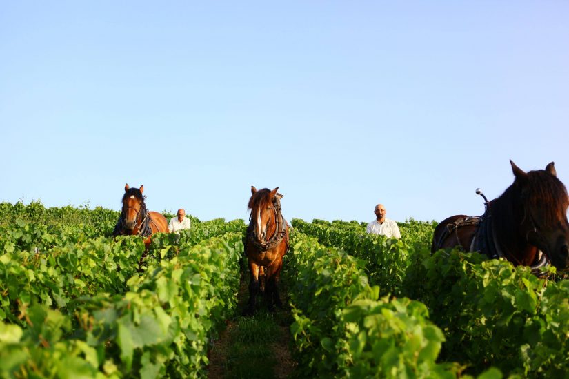 I vigneti di Philipponnat