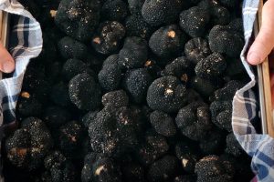 Tartuflanghe, Il Tartufo d'Estate