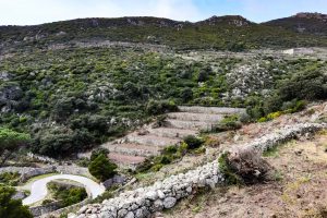 “Territorial” patronage: Antinori will restore the land for civic use on the Capraia island “Territorial” patronage: Antinori will restore the land for civic use on the Capraia island
