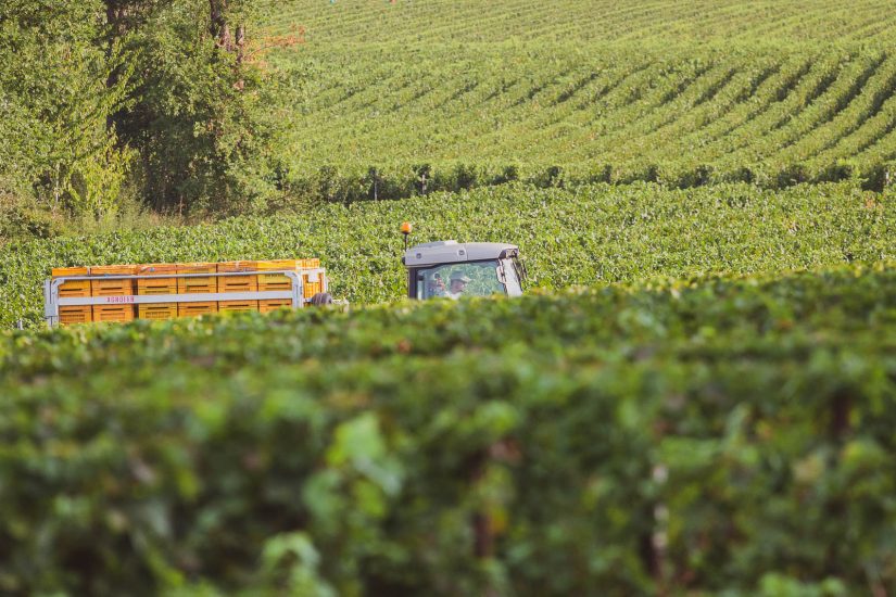La vendemmia in Franciacorta, da Berlucchi