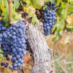 I distretti del vino trainano le esportazioni dell’agroalimentare italiano nel primo trimestre 2022