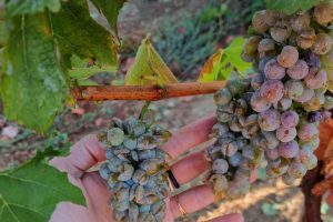 Francia, dopo la siccit&agrave;, 60 millimetri di pioggia e la grandine sui vigneti del Gers