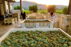 Proprio come in Europa, anche in Napa Valley è già tempo di vendemmia Proprio come in Europa, anche in Napa Valley è già tempo di vendemmia