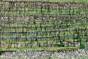 Il rilancio della Vallarsa in Trentino, grazie al restauro dei terrazzamenti storicamente vitati