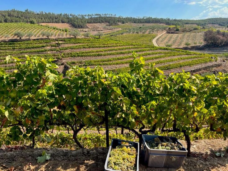 La vendemmia 2022 a Van Zellers