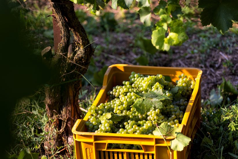 Il territorio della Franciacorta apre la vendemmia 2022