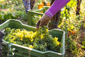 Confagricoltura: “vendemmia minacciata dal “Decreto Trasparenza”, in vigore dal 13 agosto”