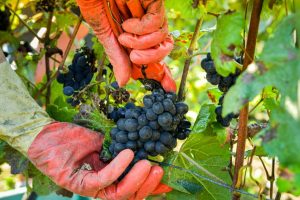 Francia, la produzione 2022 a 44 milioni di ettolitri, il 16% in più del 2021