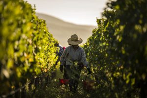 Settembre, tempo di vendemmia e di tantissimi eventi nei territori del vino italiano