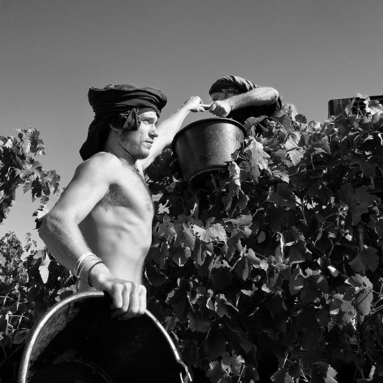 La vendemmia 2022 a Domaine Combier