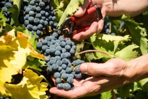 Francia, pi&ugrave; del caldo spaventa la siccit&agrave;: dalla Borgogna al Rodano, una vendemmia complessa