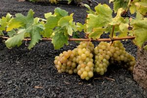 Spagna, siccità e caldo accompagnano l’inizio della vendemmia tra Canarie e Penedés