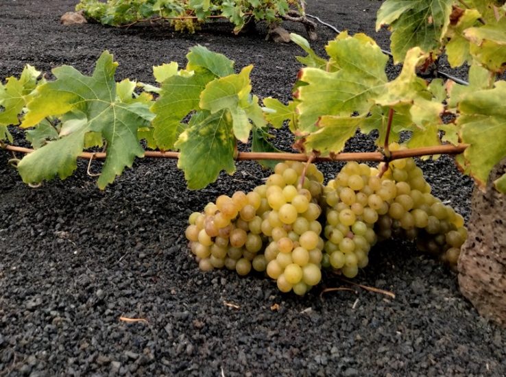 La vendemmia 2022 in Spagna