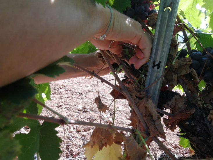 La protesta dei contadini provenzali contro LVMH