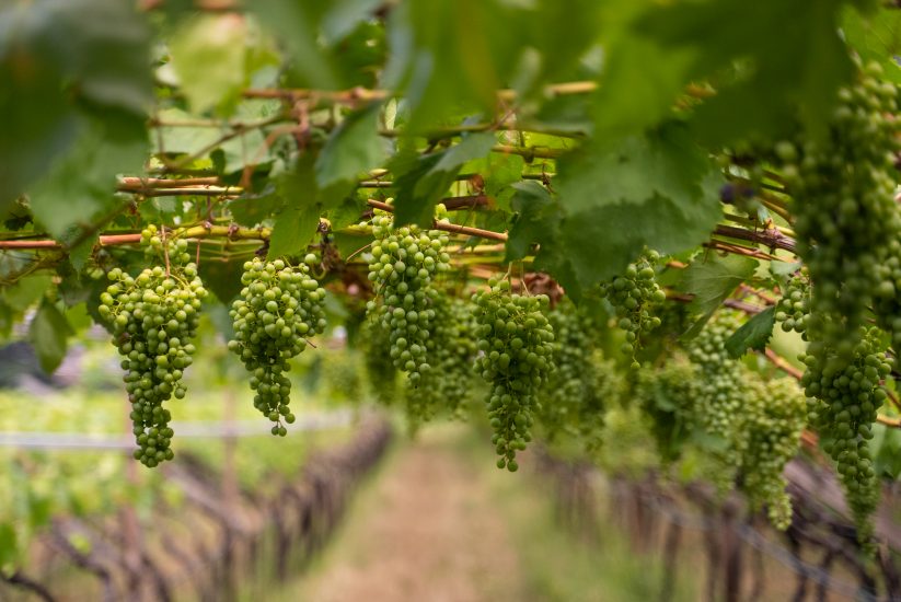 I vigneti dell’Alto Adige