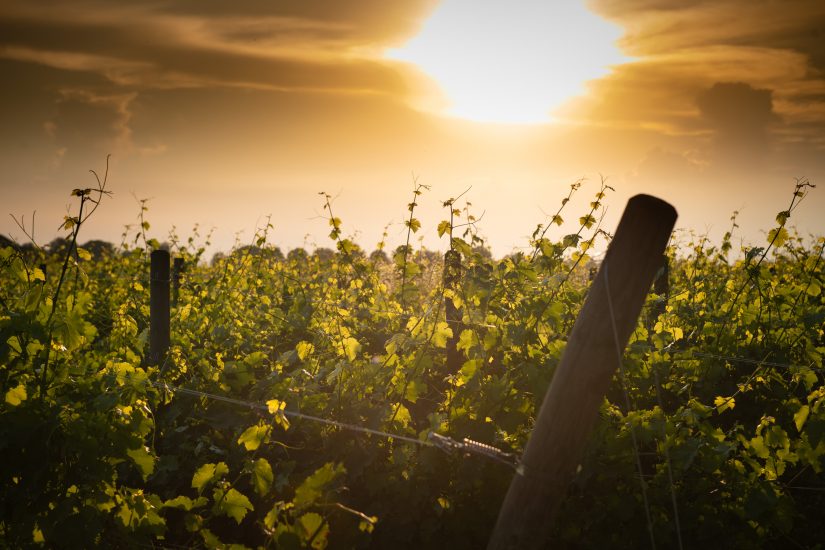 I vigneti del Collio