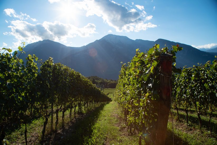 I vigneti di montagna di Ferrari, nel Trentodoc