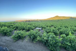 Pantelleria: un vigneto eroico e millenario in cerca di futuro, che prova ad investire sui giovani