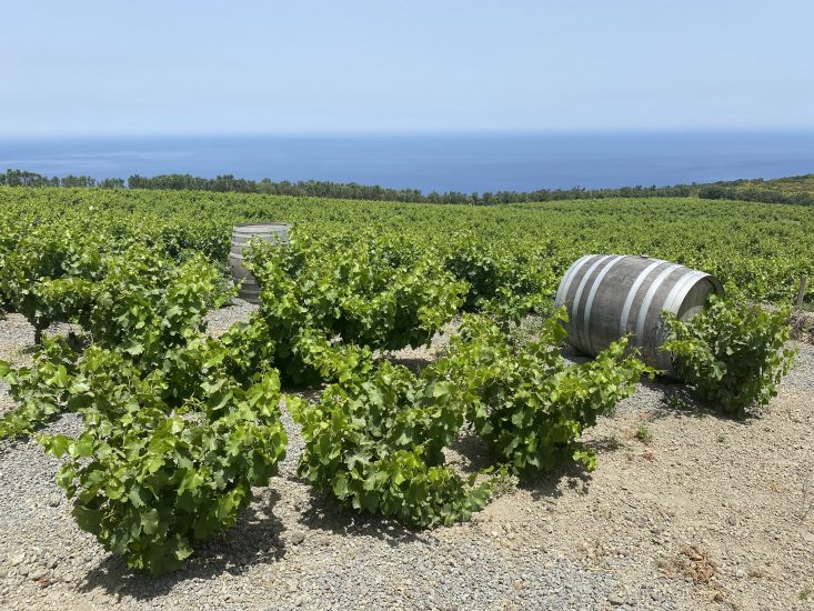 I vigneti di Abraxas