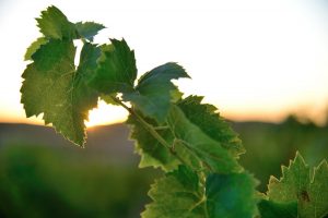 L’Emilia Romagna del vino fa sistema e punta sullo sviluppo sostenibile, con “Legàmi di Vite”