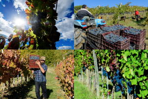 Crisi Aglianico, in campo anche il Consorzio Vini d’Irpinia. Numeri diversi, ma il mercato soffre