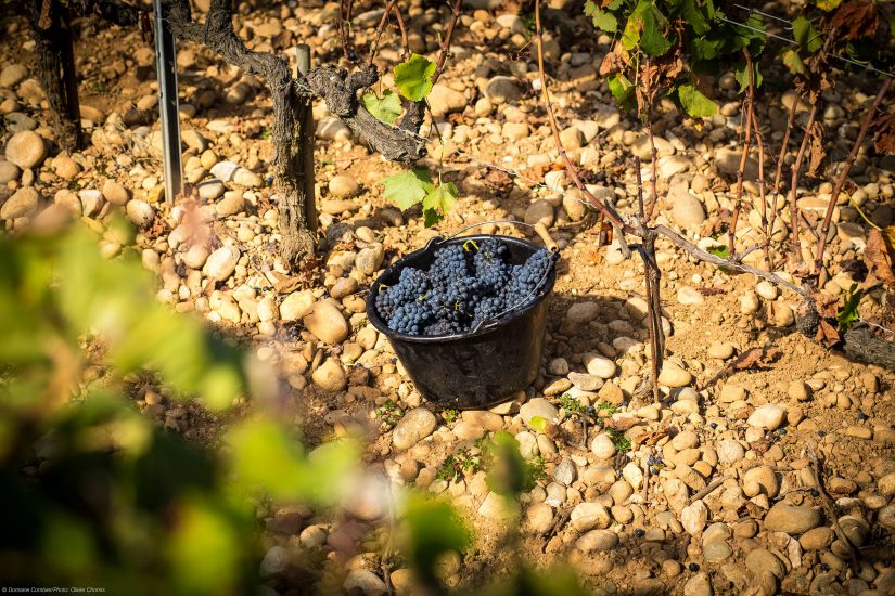 La vendemmia 2022 a Domaine Combier