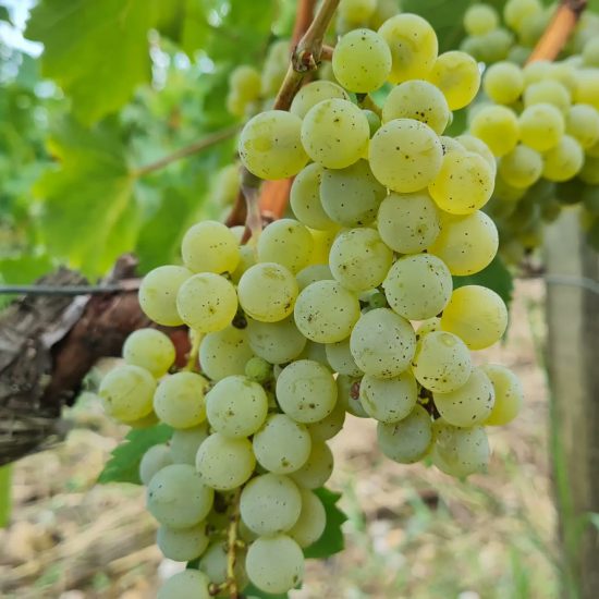 La vendemmia a Bordeaux, con il Sauvignon Blanc di Château Latour Martillac