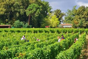 A Bordeaux la vendemmia entra nel vivo: è la più anticipata di sempre A Bordeaux la vendemmia entra nel vivo: è la più anticipata di sempre