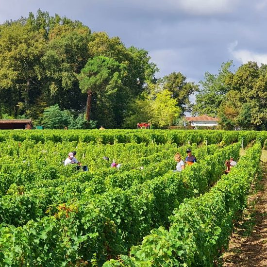La vendemmia a Bordeaux, con il Sauvignon Blanc di Château Latour Martillac