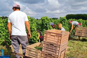 Impasse a Bordeaux: per il momento niente incentivi pubblici all&rsquo;espianto