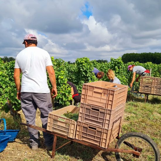 La vendemmia a Bordeaux, con il Sauvignon Blanc di Château Latour Martillac