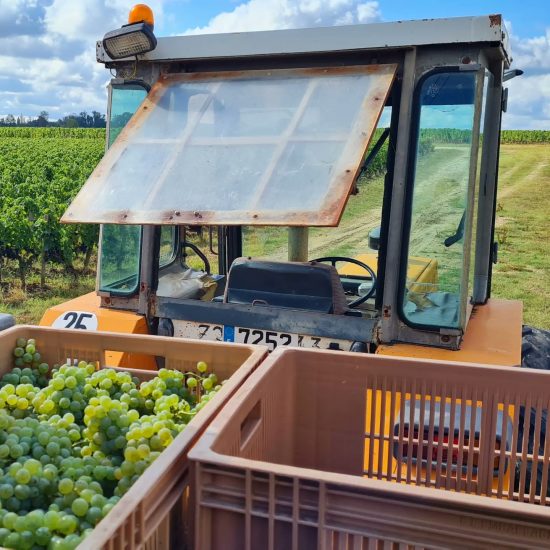 La vendemmia a Bordeaux, con il Sauvignon Blanc di Château Latour Martillac