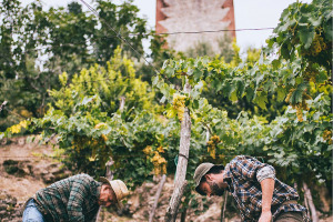 I Quaderni di WineNews - Il Soave