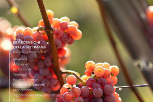 I Vini di WineNews - N. 218